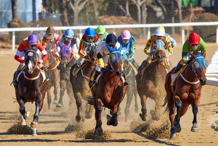 Investing and Horse Racing analogy